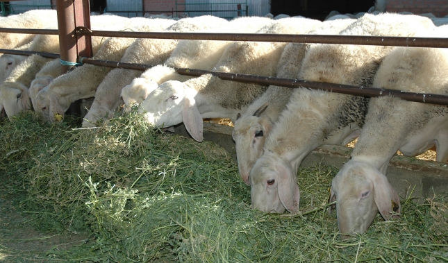 El precio del pienso para el ovino lechero desciende un 0,5% en el mes de junio