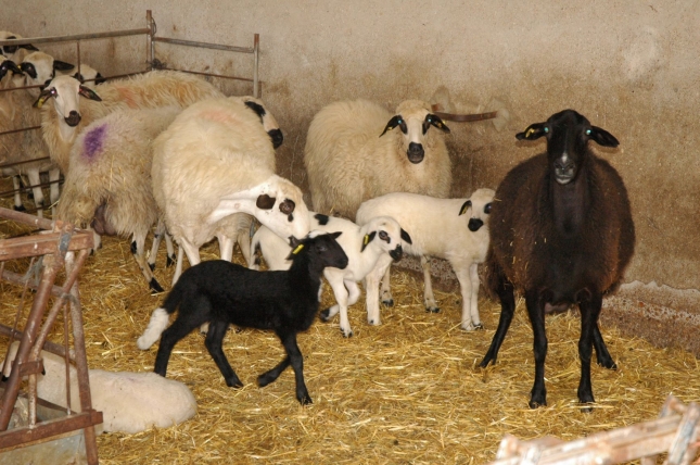 Nueva peticin para ayudas al almacenamiento de ovino por 5 toneladas
