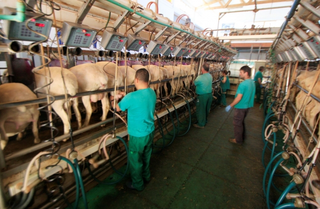 El sector productor de ovino de leche contina su reestructuracin y cay un 7,5% anual en marzo