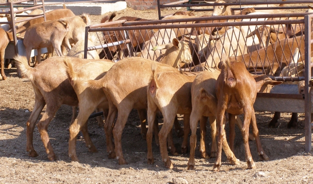 Descenso del 8,6% en el nmero de ganaderos de caprino de leche en el mes de abril