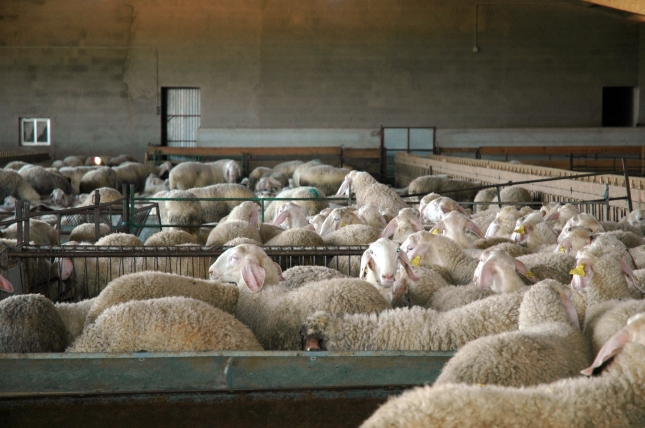 Una explotacin ovina en Control Lechero Oficial puede ingresar hasta 237 euros ms por animal al ao