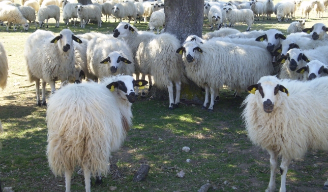 Análisis pionero de la microbiota en la leche de la raza ovina Churra