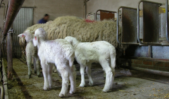 Manejo nutricional diferente de las ovejas de partos gemelares para evitar la distocia