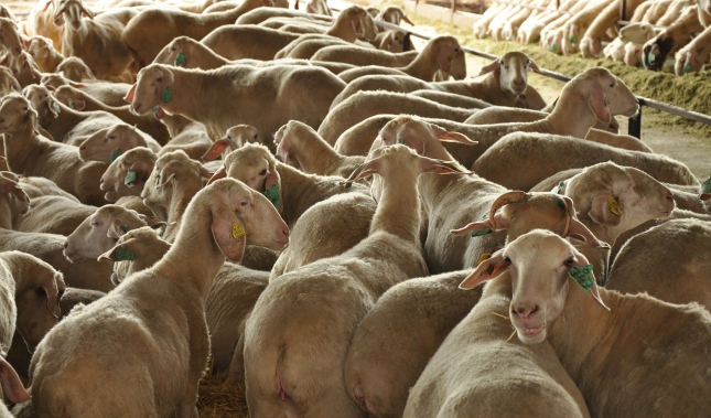 El primer semestre cierra con una cada del 6,9% en los ganaderos de ovino de leche