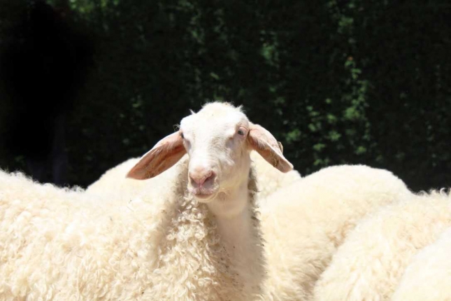 El CITA busca una vacuna mejorada para prevenir la brucelosis en los rebaos de ovino