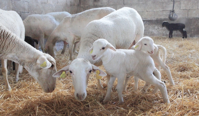 La producción de carne de ovino moderó su caída con el final del confinamiento