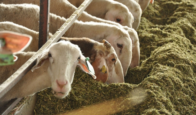Alimentar a una oveja lechera cuesta ahora un 3,2% menos que a principios de ao