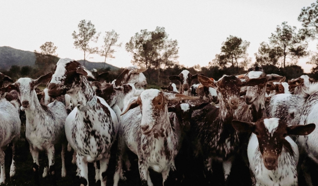 La iniciativa de los sellos de calidad para mejorar el precio de la leche de cabra