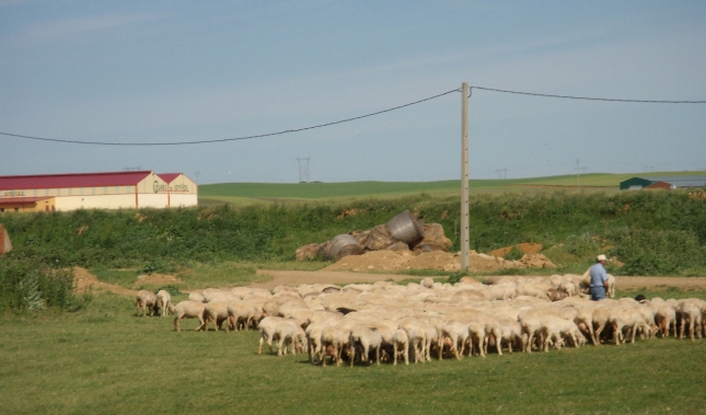 Aumento de los decomisos de canales de corderos en verano por anaplasmosis
