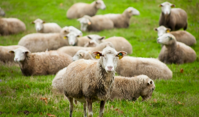 Las ovejas que estn infectadas por parsitos reducen su ingesta en el pastoreo