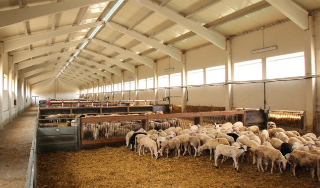 Apuesta por la higiene de las explotaciones de ovino de carne para prevenir enfermedades