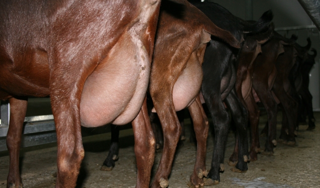 La leche de cabra mantiene en septiembre los precios de agosto y vislumbra subidas en oto�o