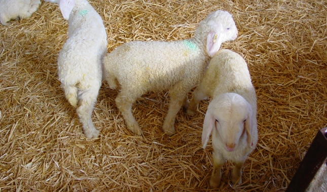 El virus de la encefalitis caprina afecta de forma importante a los corderos