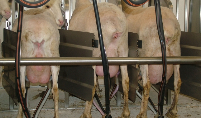 La leche de la DOP Queso Manchego se revaloriza un 5% anual tras su ltima subida