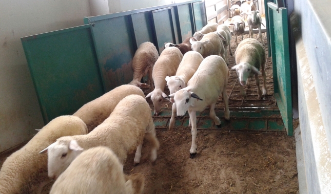 Estabilidad en el precio del pienso para el cebo de corderos con un descenso anual del 0,3%