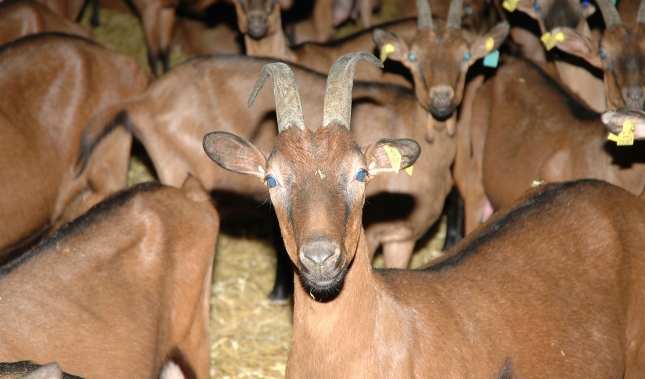 Crece la produccin de caprino en Francia un 5,4% y dificulta las ventas espaolas al pas galo