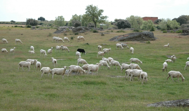 Efecto del toltrazuril para el tratamiento de coccidiosis en corderos en pastoreo