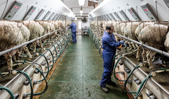 La produccin de leche de oveja acenta su cada y ya desciende un 5,5% interanual en junio