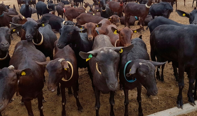 El precio de la leche de cabra ha descendido en Andaluca un 25,9% desde el inicio del ao