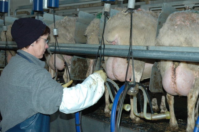 Las industrias queseras respetan los contratos y el ovino de leche pasa un verano de estabilidad