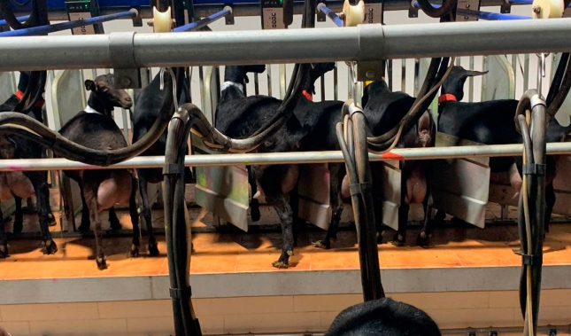 El precio de la leche de cabra baj� un 14,4% en los cinco primeros meses del a�o