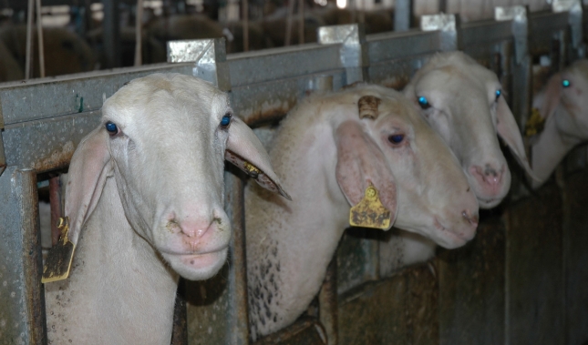La leche de oveja spot sube en su precio mientras los contratos rigen el resto del mercado
