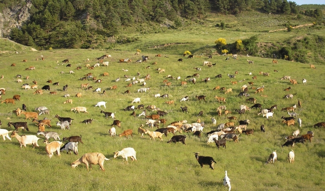 Andaluca intensifica los controles de brucelosis ovina y caprina para lograr su erradicacin
