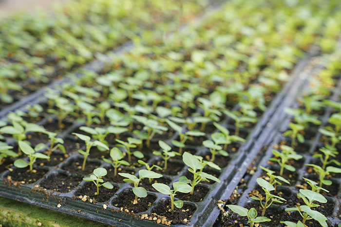 Semillas de germinación - Mezcla francesa + Germinador pequeño GRATIS! - –  Garden Seeds Market