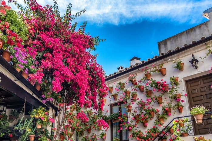 Una flor para cada festividad, ¿cuáles son las especies más icónicas? -  Jardinería