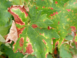 La misma hoja fotografiada cuatro d�as m�s tarde. Se observan los s�ntomas propios de la Yesca (franja amarilla, roja y el tejido verde)
